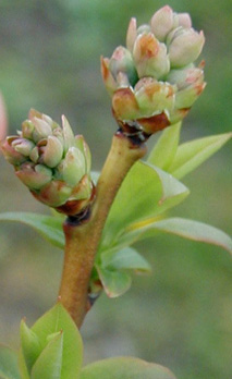 Growth Stages - Blueberries